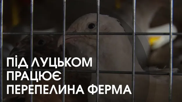 У селі біля Луцька перепілки несуть блакитні яйця