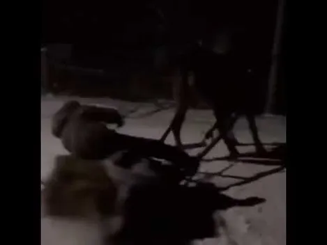 Сільський екстрим: на Волині вночі влаштували «кінський» дрифт (відео)