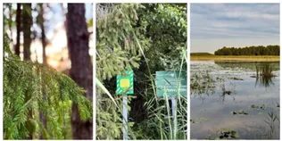 У лісах Полісся причаїлося диво природи – рідкісний острів ялинок (фото)