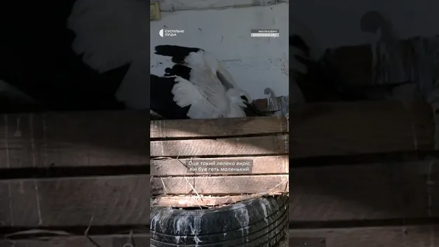 Врятували Леліка: як волинянка виходжувала лелеченя, яке випало з гнізда (відео)