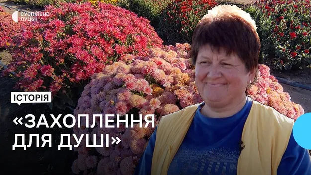 Мешканка Луцького району вирощує понад сто сортів хризантем (фото, відео)