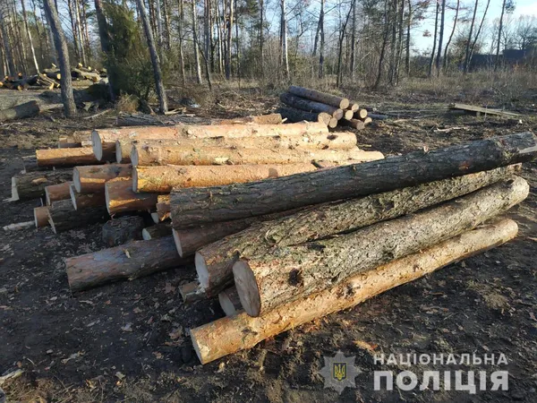 На Волині знайшли крадену деревину з Рівненщини