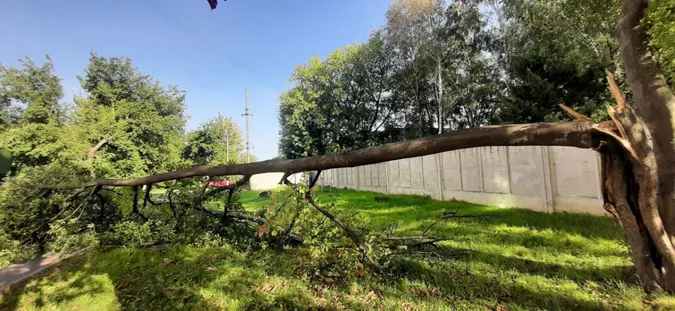 У Луцьку в дворі багатоповерхівки раптово впало дерево (фото)
