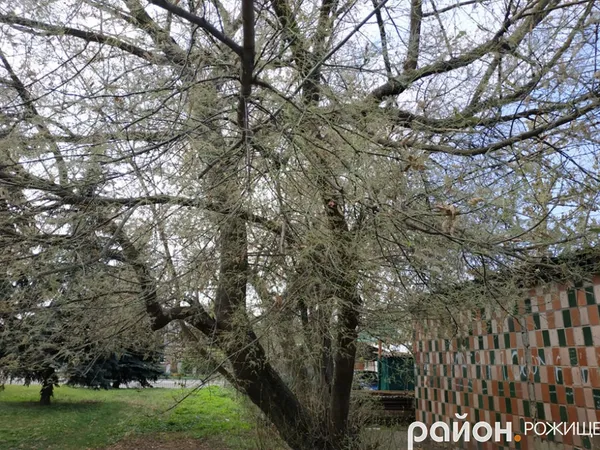 У Рожищі – нашестя гусені  (фото)