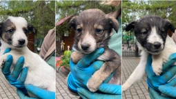 Під Луцький зоопарк підкинули цуценят: чоловіка зафіксували камери (фото, відео)