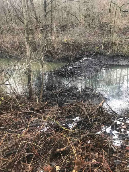 У нацпарку на Волині мешкає унікальний гризун-трудяга (фото)