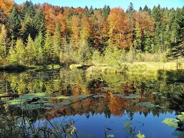 Серед лісу – чорна вода: у Карпатах ховається загадкове озеро, яке не має дна (фото)