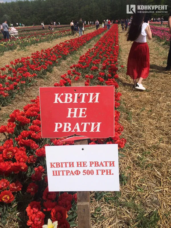 «Волинська Голландія»: за зірвані тюльпани – 500 гривень штрафу (фото, відео)