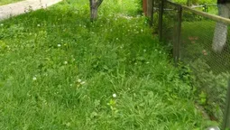 Луцьких підприємців просять підстригти газони (фото)