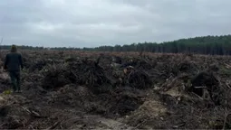 Замість лісу – самі пеньки: на Волині зрізали понад 6 тисяч дерев (фото)