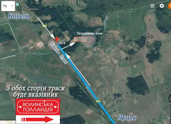 25 тисяч лілій: Волинська Голландія запрошує на свято квітів