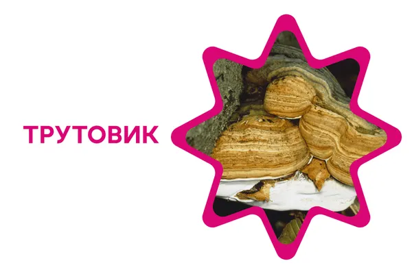 Еротичний мацутаке, казанок відьми, міцна веселка: 7 дивовижних фактів про гриби України (фото)