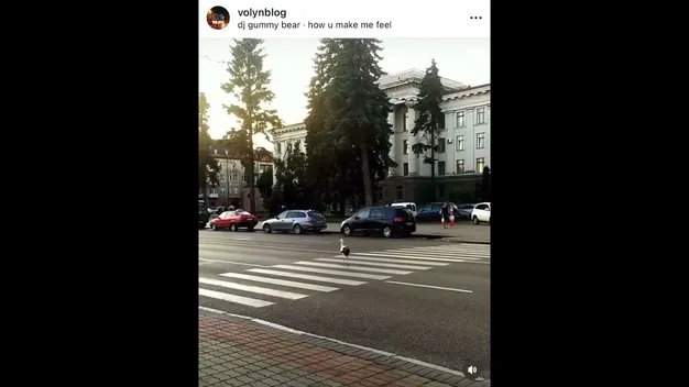 В центрі Луцька по «зебрі» топав лелека (відео)