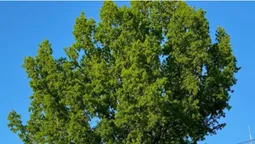 У Луцьку знайшли, ймовірно, найстаріше дерево міста (фото)
