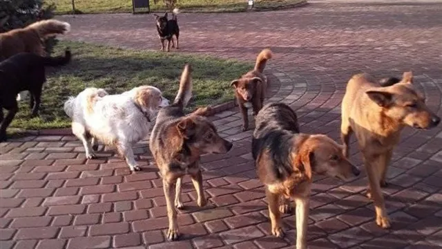 У Луцьку стерилізували рекордну кількість собак і котів