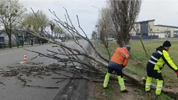 Негода повалила дерева на дороги Волині: водіїв просять бути уважними