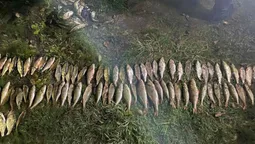 На Світязі браконьєри на човні сіткою наловили риби на 500 тисяч (фото)