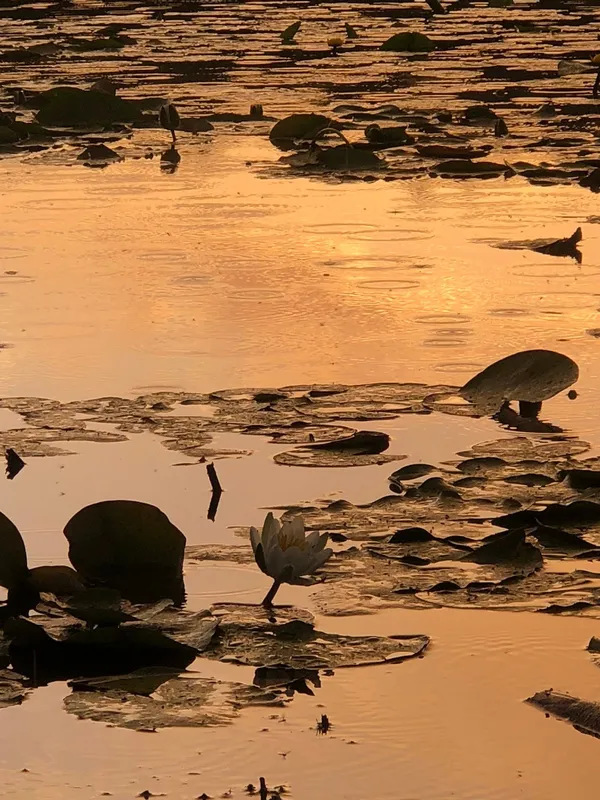 На Волині є унікальне крихітне озеро з золотистою водою (фото)