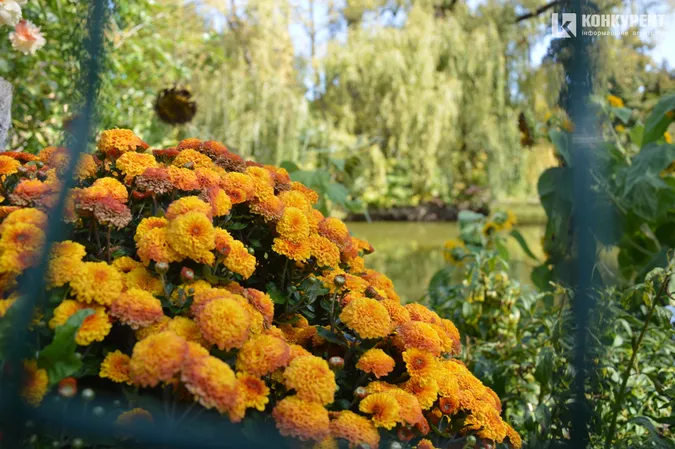 Сонні єноти та сумні віслюки: осінь у Луцькому зоопарку (фото)