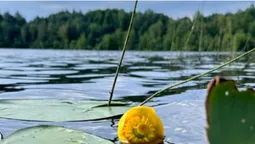 На Волині серед лісів заховалося неглибоке озеро з теплою водою (фото)