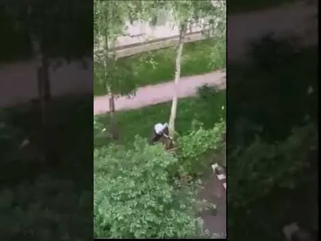 У Луцьку на Гулака-Артемовського чоловік пиляв березу (відео)