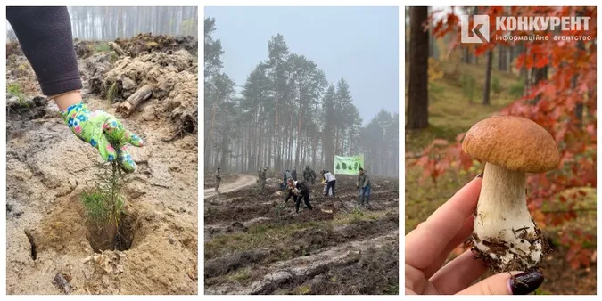 Відра сосен, туман, гриби: чому волинських медійників вивезли в ліс (фото)
