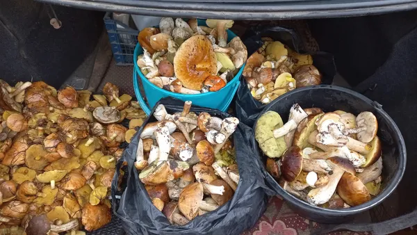 Волиняни назбирали багажник грибів на двох (фото)
