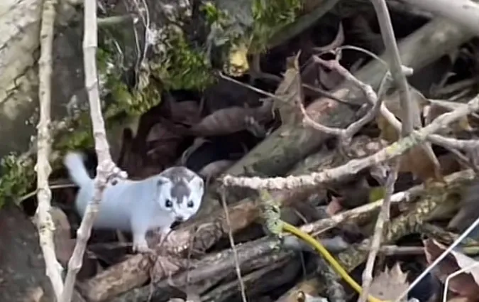 🐾 У луцькому парку помітили рідкісне «створіннячко» (відео)