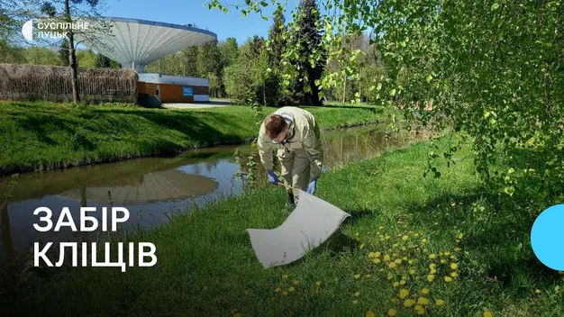 30% – небезпечні: у Луцьку збирали кліщів (фото, відео)