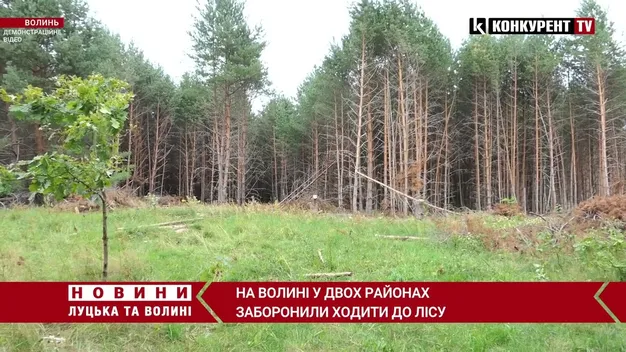 У ліс – заборонено: куди не можна ходити на Волині