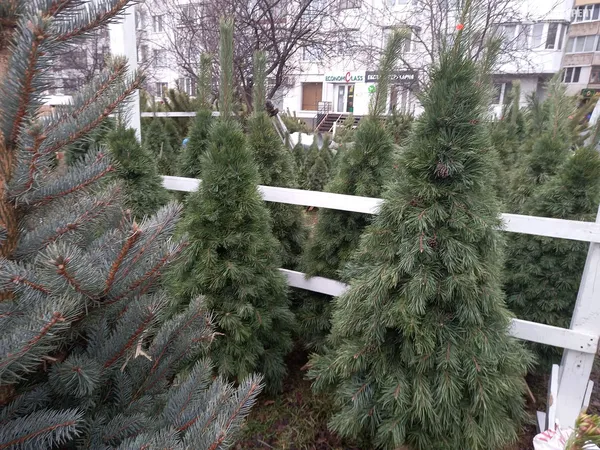 Від 80 до 800 гривень: які живі ялинки вже можна купити в Луцьку (фото, відео)