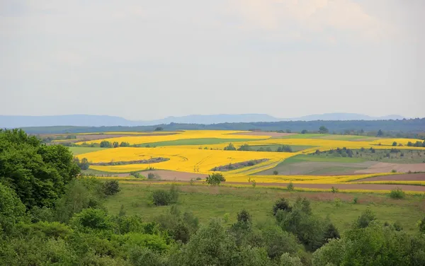 Вид на Мізочський кряж. Фото Сергія Палька