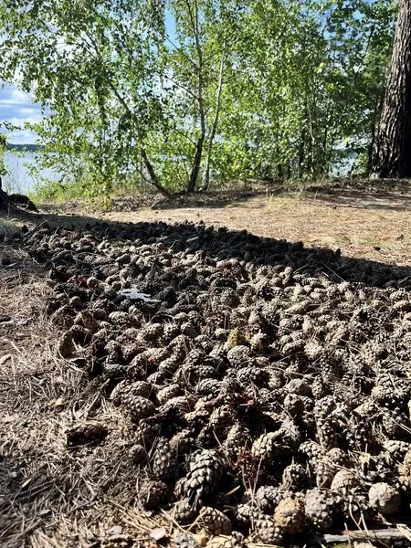Ніжна, як молоко: на Волині є озеро зі «срібною» водою (фото)