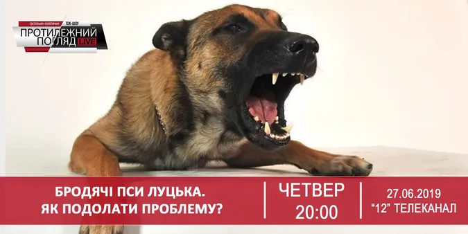 Бродячі пси Луцька. Як подолати проблему?