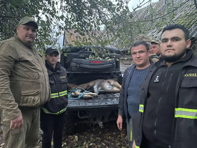 Випадали нутрощі: на Волині врятували важко поранене лосеня (фото, відео)