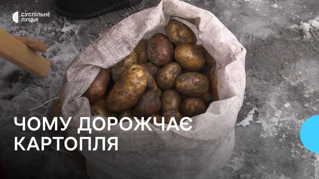 До 25 гривень за кілограм: чому на Волині здорожчала картопля (відео)