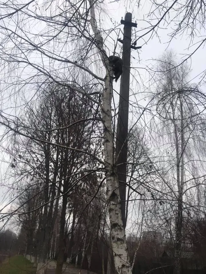 Один – в ящику, інший – на дереві: Луцькому зоопарку підкинули котів (фото)