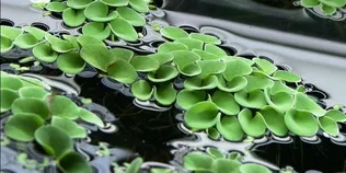 Не тоне і вміє дихати під водою: на Поліссі росте унікальна «волохата» папороть з епохи динозаврів (фото)