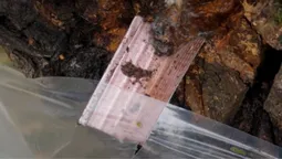 Не всі дерева – ваші: як збирати березовий сік на Волині, щоб не отримати штраф (відео)