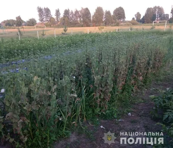 На Ковельщині виявили плантацію опійного маку (фото)
