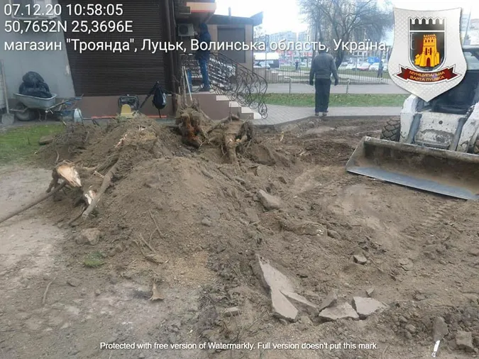 У Луцьку рили землю без дозволів і знищили дерево (фото)