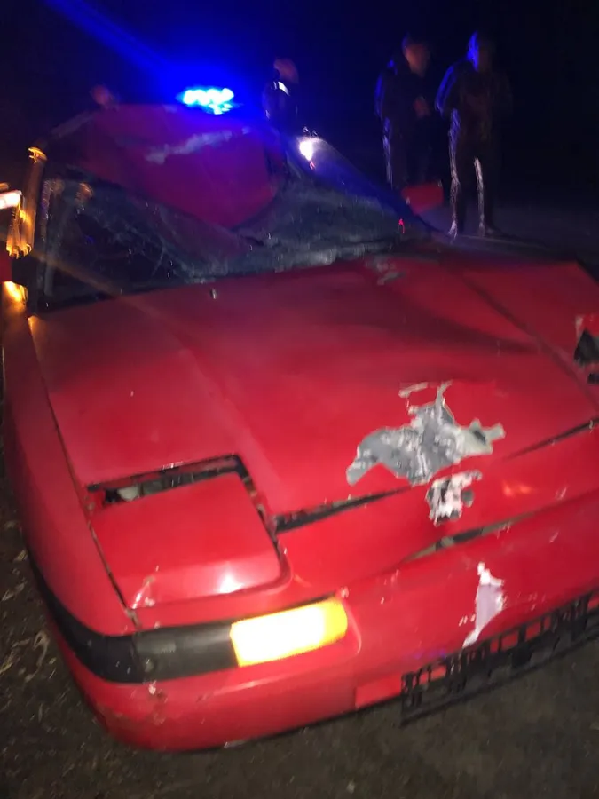 У Луцькому районі автомобіліст «врізався» у лося (фото)