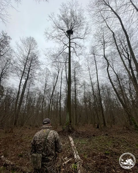 У лісах Полісся знайшли гніздо рідкісного птаха, якого не бачили там роками (фото)
