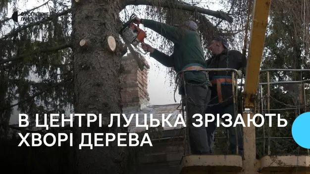 У центрі Луцька зрізають хворі дерева (фото, відео)