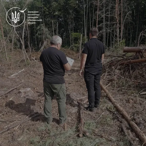 На Волині незаконно вирубали майже 500 дерев: державі завдали збитків на понад 3 млн грн (фото)