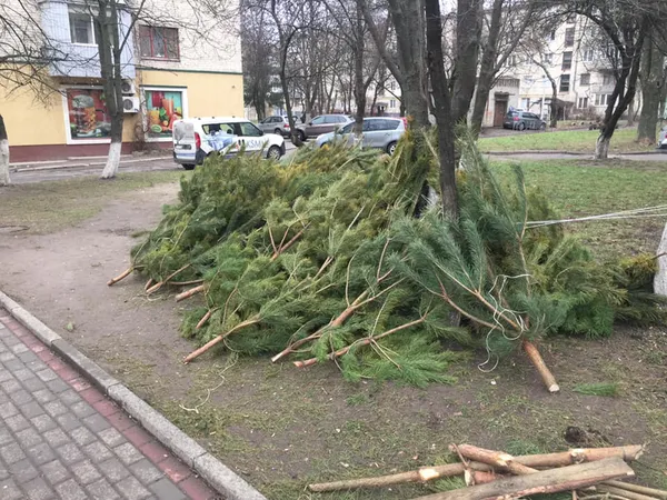 У Луцьку ялинки, які не продали, просто викинули (фото)