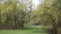 Ботанічний сад на Волині може стати ще кращим 