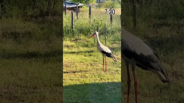 Замість оленя Бориса до відомої блогерки тепер приходить лелека (відео)