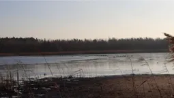 Аномалія в нацпарку на Волині: зимувати лишилася сотня дивовижних птахів (фото)