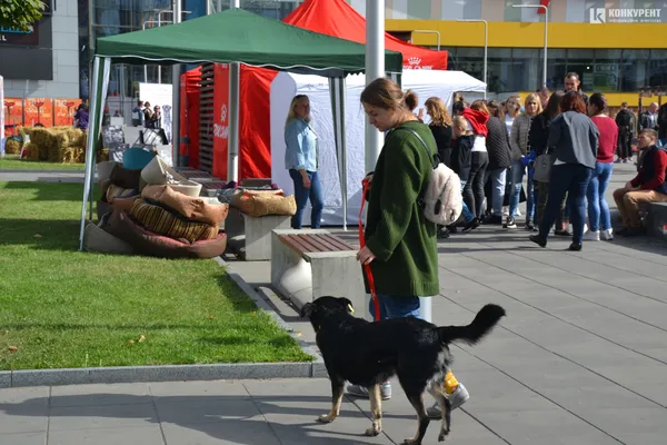«Мокрі носики»: у Луцьку котики й собаки шукають господарів (ФОТО)